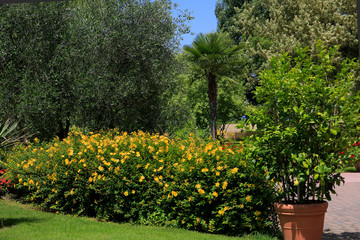 Fototapeta na wymiar Verschiedene Pflanzen im Mediteranen Garten