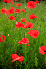 Klatschmohn (Papaver rhoeas) Mohnblumen-Wiese