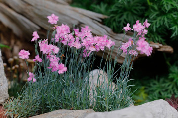 Pfingst-Nelken (Dianthus gratianopolitanus) Pflanze mit Blüten im Steingarten