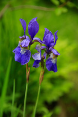Schwertlilien oder Iris (Irideae) Pflanze mit blauen Blüten