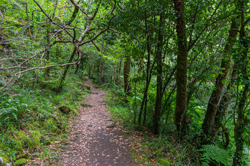 lush Atlantic forest crossed by a sandy path