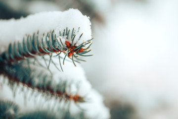 Close up macro photo, needles of blue spruce with snow outdoor, selected focus.