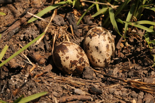 Close up of Water Thick-knee eggs in a nest which is a scraping on the ground.