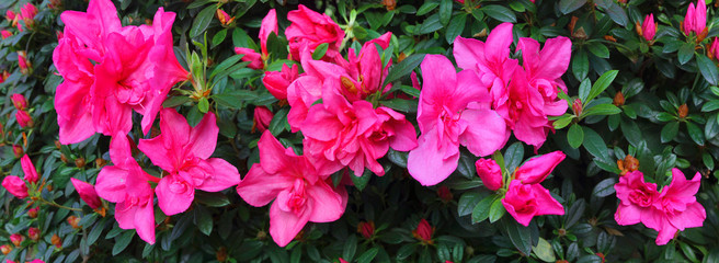 Garten-Azalee (Rhododendron) Pflanze mit vielen Blüten, Panorama