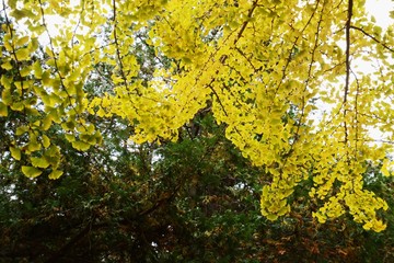 The autumn leaves of the ginkgo trees / The leaves of the ginkgo turn in to yellow colors late November.