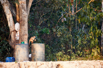 monkey sitting on a garbage can