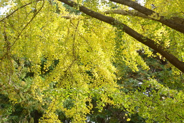 The autumn leaves of the ginkgo trees / The leaves of the ginkgo turn in to yellow colors late November.