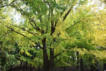 The autumn leaves of the ginkgo trees / The leaves of the ginkgo turn in to yellow colors late November.