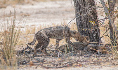 Obraz na płótnie Canvas Three cheetah cubs lying under a tree, Etosha national park, Namibia, Africa