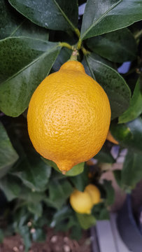 Juicy Organic Lemons Grown in the Garden