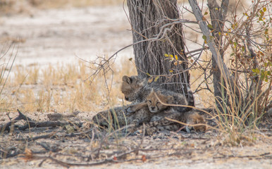 Obraz premium Three cheetah cubs lying under a tree, Etosha national park, Namibia, Africa
