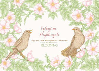 Dog-rose, briar, eglantine, cand nightingale. Template for wedding invitation, greeting card, banner, gift voucher. Graphic drawing, engraving style Vector illustration