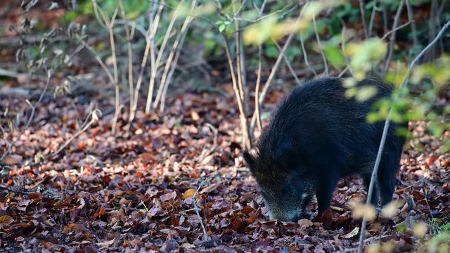 Wild boar serach feed in the forest, autumn, (sus scrofa), germany