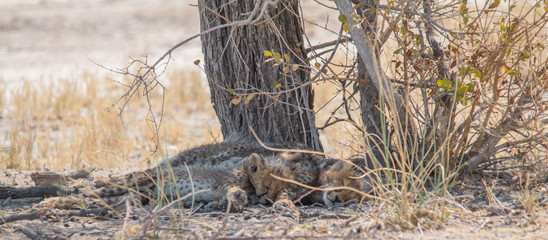 Three cheetah cubs lying under a tree, Etosha national park, Namibia, Africa