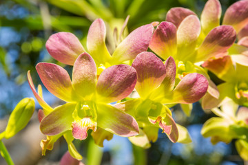 yellow orchid flower. yellow orchid with pink spots