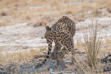 A mother cheetah is relaxing on the ground, Etosha national park, Namibia, Africa