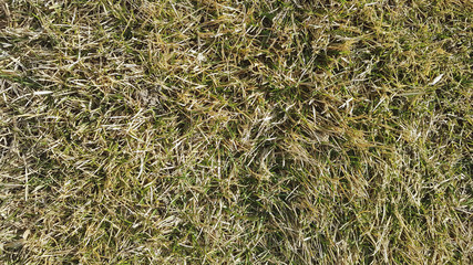 background texture of natural forest sphyagnum moss