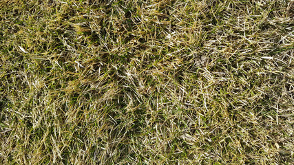 background texture of natural forest sphyagnum moss