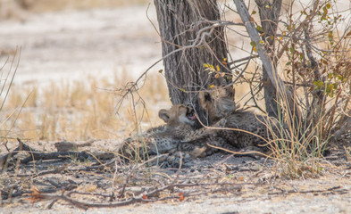 Three cheetah cubs lying under a tree, Etosha national park, Namibia, Africa