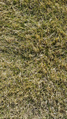 background texture of natural forest sphyagnum moss