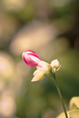 summer vintage beautiful flowers on sunrise