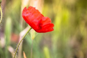 Obraz premium Red poppies and green grass in spring, Spain, Madrid.