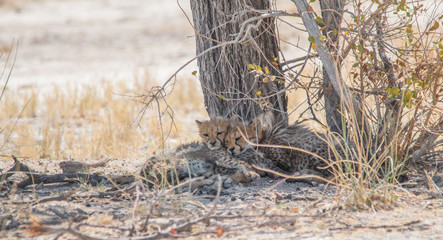 Three cheetah cubs lying under a tree, Etosha national park, Namibia, Africa