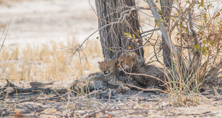 Three cheetah cubs lying under a tree, Etosha national park, Namibia, Africa
