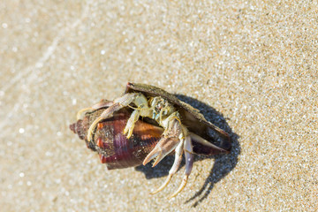 hermit crab on the beach in Hua Hin  Thailand.