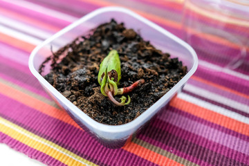 The mango seed is planted in the ground. New sprout