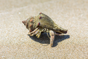 hermit crab on the beach in Hua Hin  Thailand.