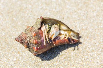 hermit crab on the beach in Hua Hin  Thailand.