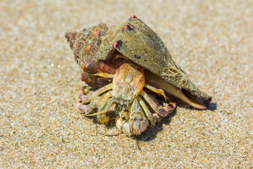 hermit crab on the beach in Hua Hin  Thailand.