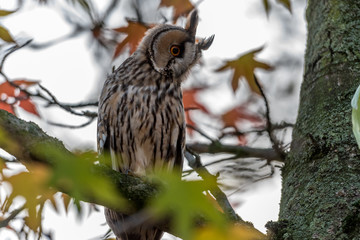 The long-eared owl is back in the village in the tree, they rushed for the other birds of prey that is a danger to them