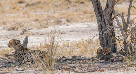 A mother cheetah with three cubs under a tree, Etosha national park, Namibia, Africa