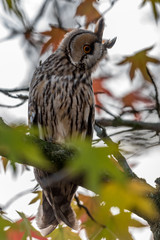 The long-eared owl is back in the village