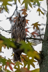 The long-eared owl is back in the village in the tree