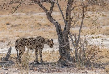 A mother cheetah with three cubs under a tree, Etosha national park, Namibia, Africa