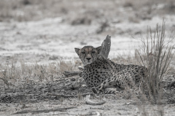 A mother cheetah is relaxing on the ground, Etosha national park, Namibia, Africa