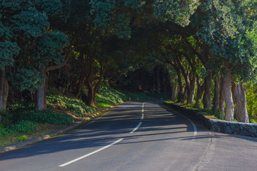 The road in the forest near Vigia das Baleias. Terceira, Azores. Portugal