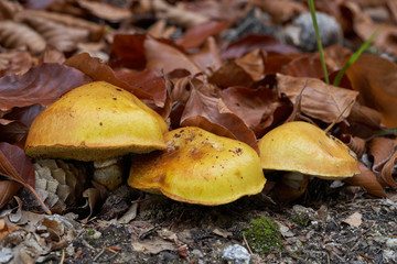 Edible mushroom Suillus grevillei in the mixed forest. Known as Greville's bolete or larch bolete. Yellow mushroom in the leaves on a forest path. Autumn time in the forest.