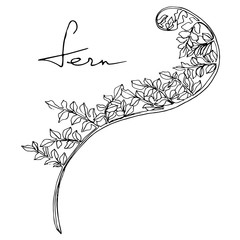 Vector Fern leaf. Leaf plant botanical foliage. Black and white engraved ink art. Isolated fern illustration element. © yanushkov