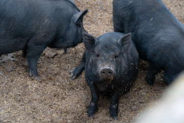 Mallorcan black pig in a stable, native breed of Mallorca, with which different typical food products are manufactured, such as sobrasada