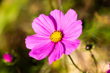 Obraz premium pink Cosmea, Schmuckkörbchen