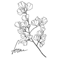 Vector Fern leaf. Leaf plant botanical foliage. Black and white engraved ink art. Isolated fern illustration element.