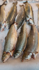 Fresh ocean fish and seafood at the fish market