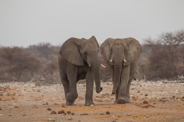 Obraz premium Elephants running towards the close by waterhole, Etosha national park, Namibia, Africa
