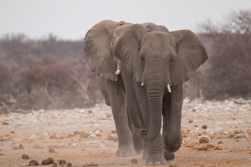 Obraz premium Elephants running towards the close by waterhole, Etosha national park, Namibia, Africa