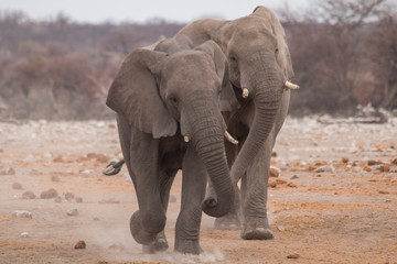 Fototapeta na wymiar Elephants running towards the close by waterhole, Etosha national park, Namibia, Africa