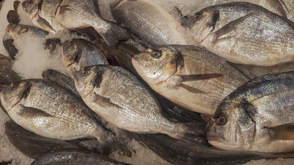 Fresh ocean fish and seafood at the fish market